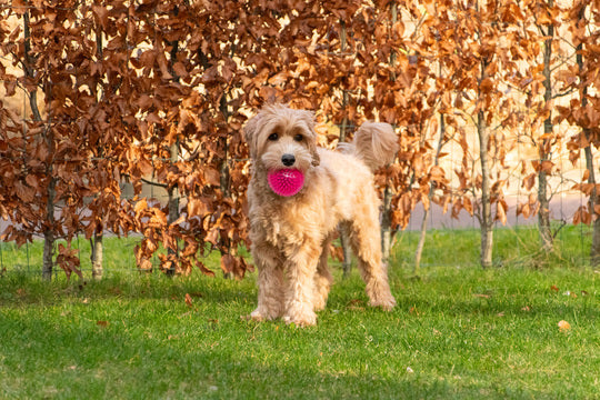 Dog Comets Spielball Exoplanet Pink