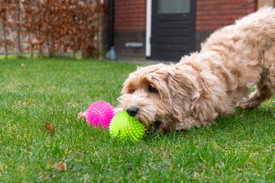 Dog Comets Spielball Exoplanet Pink